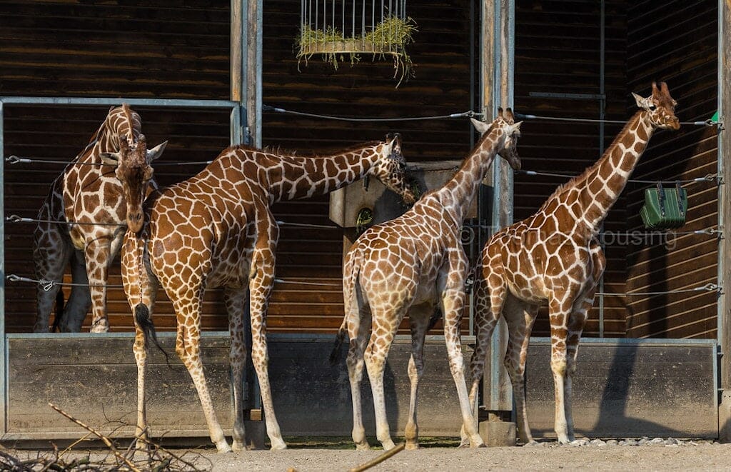 zoologisk have top attractions in denmark