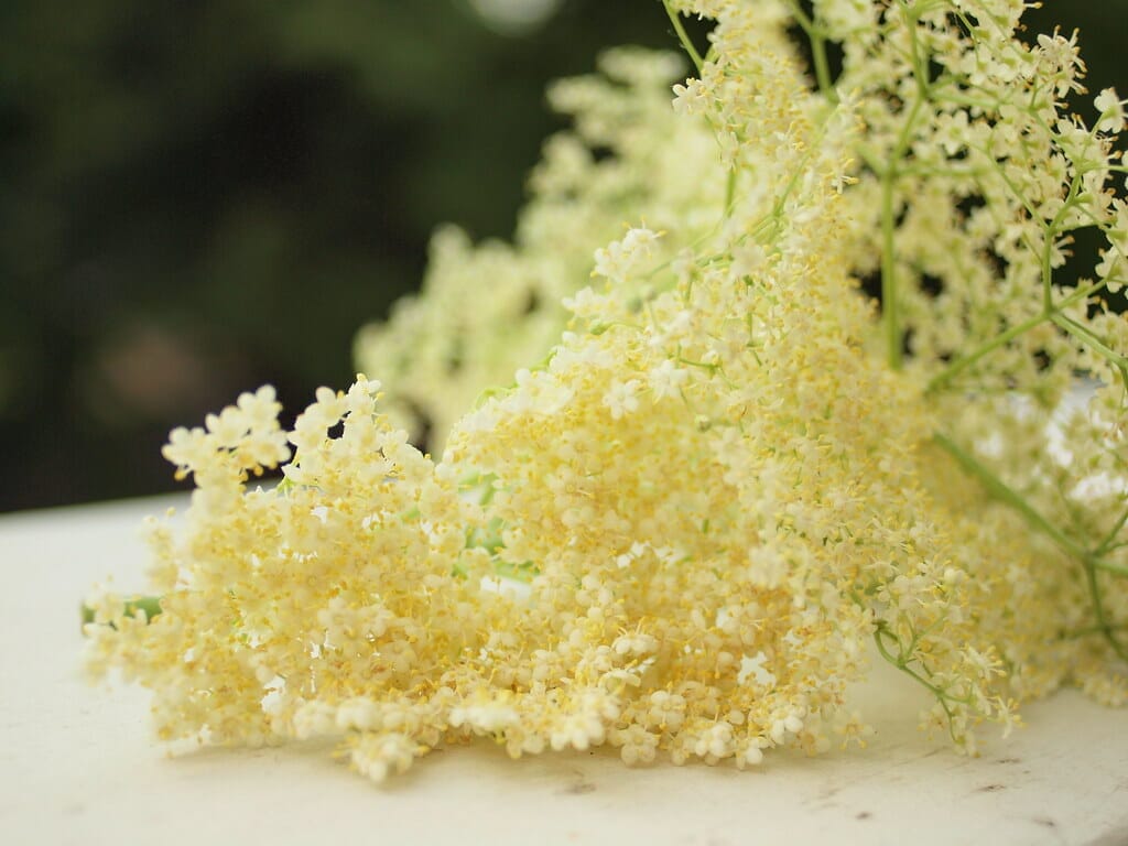 elderflower
