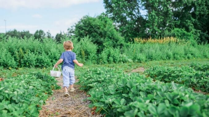 living in denmark gardening with kids
