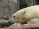 polar bear copenhagen zoo