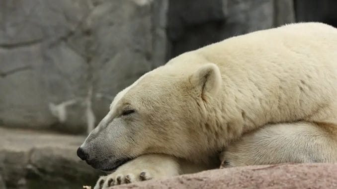 polar bear copenhagen zoo