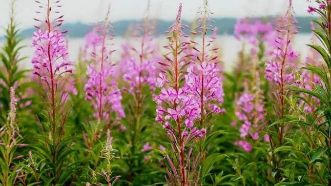 denmark flowers