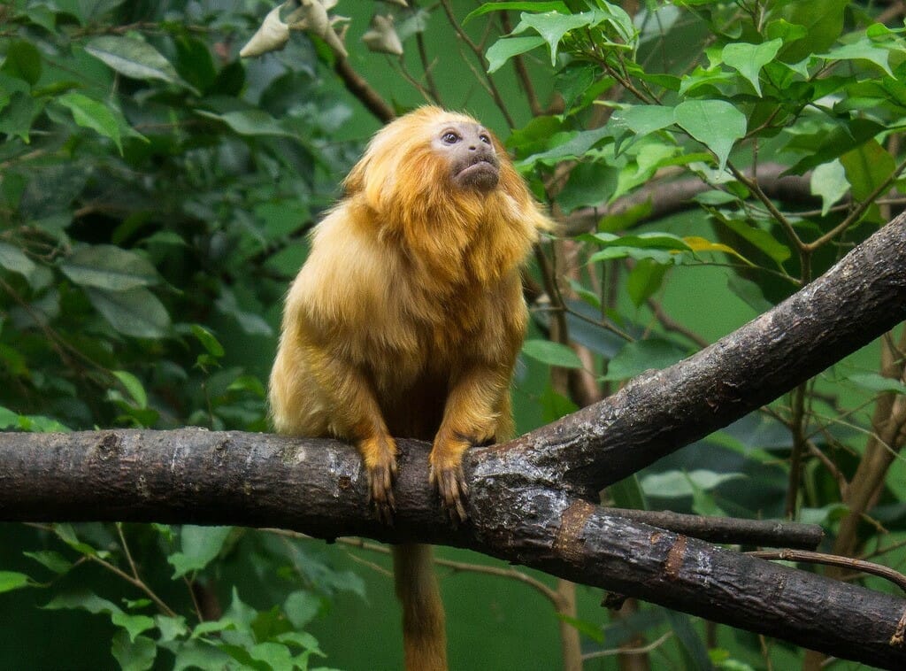 Courtesy: Alan Samuel/Flickr