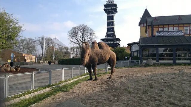 copenhagen zoo camel