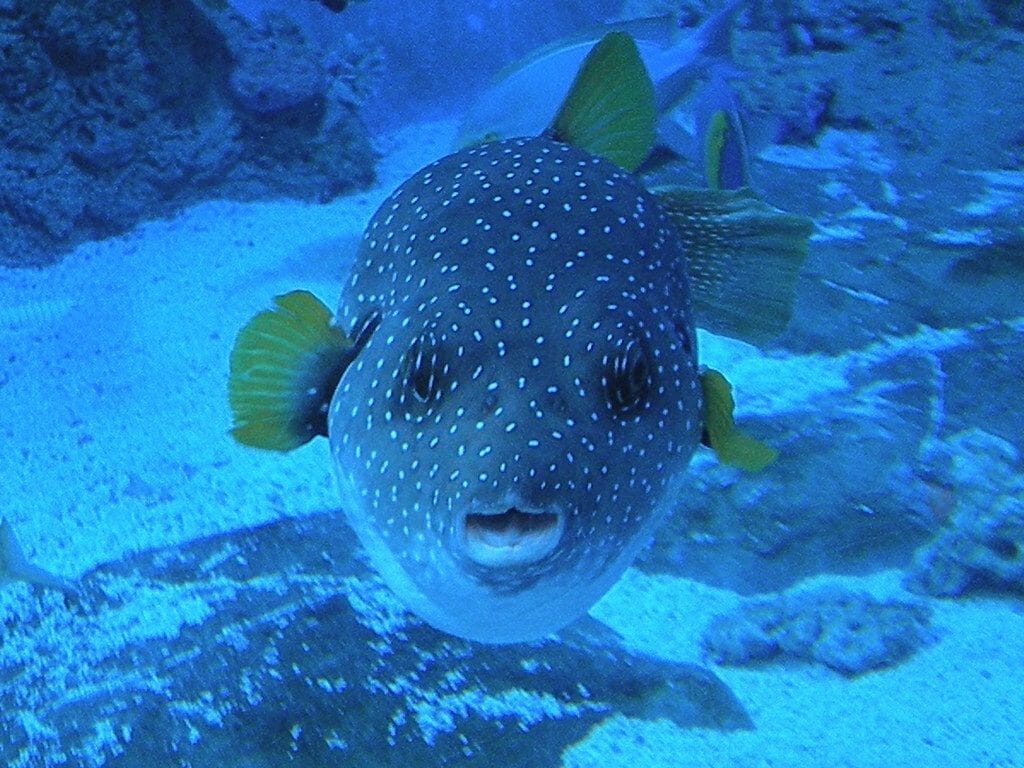 tivoli gardens copenhagen world longest aquarium