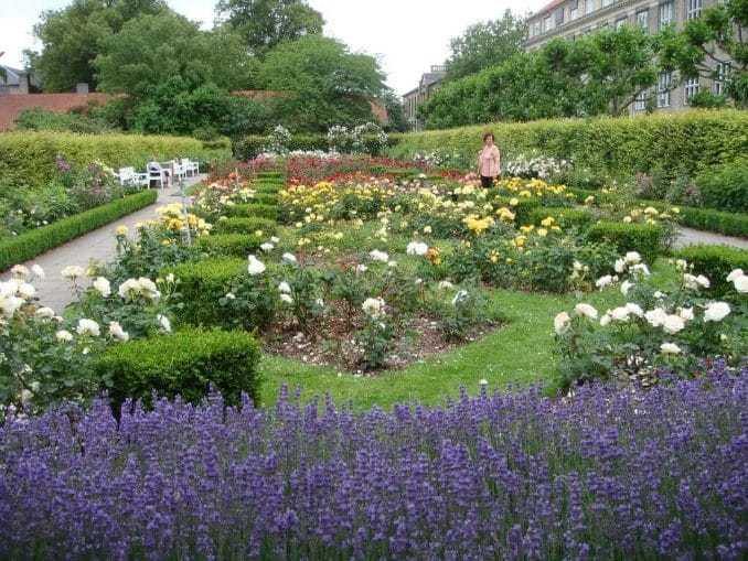 frederiksberg copenhagen rose garden