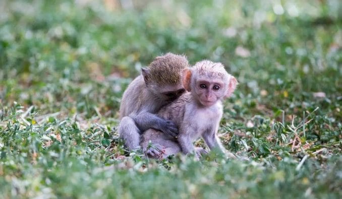 Baby monkeys safari