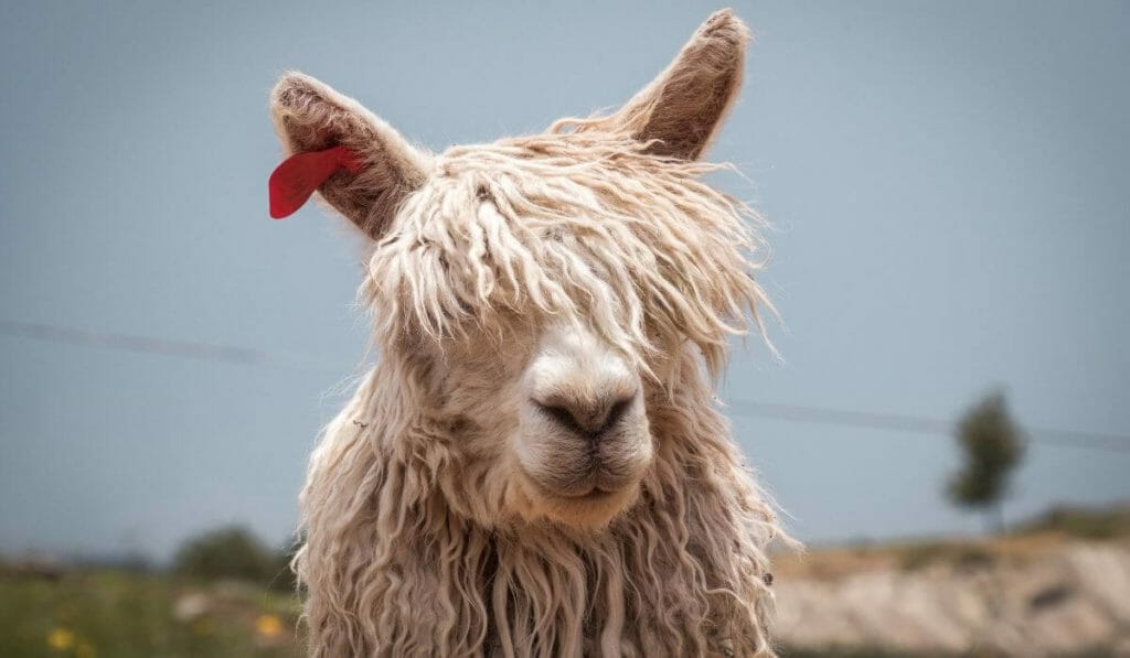 Visiting Givskud zoo alpacas
