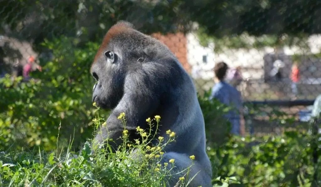 Givskud zoo gorilla silver back