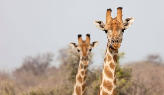 Givskud zoo giraffes