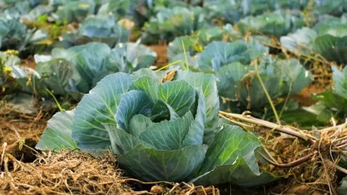 Vegetable Garden in Denmark