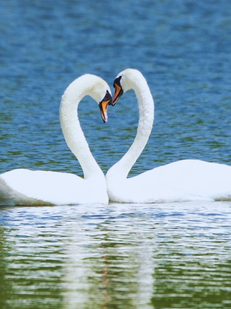 behavior Denmark mute swans