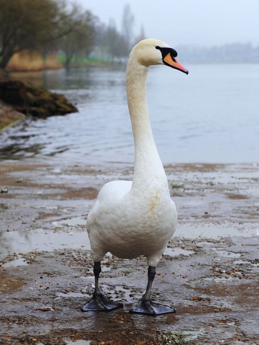 denmark national bird mute swan