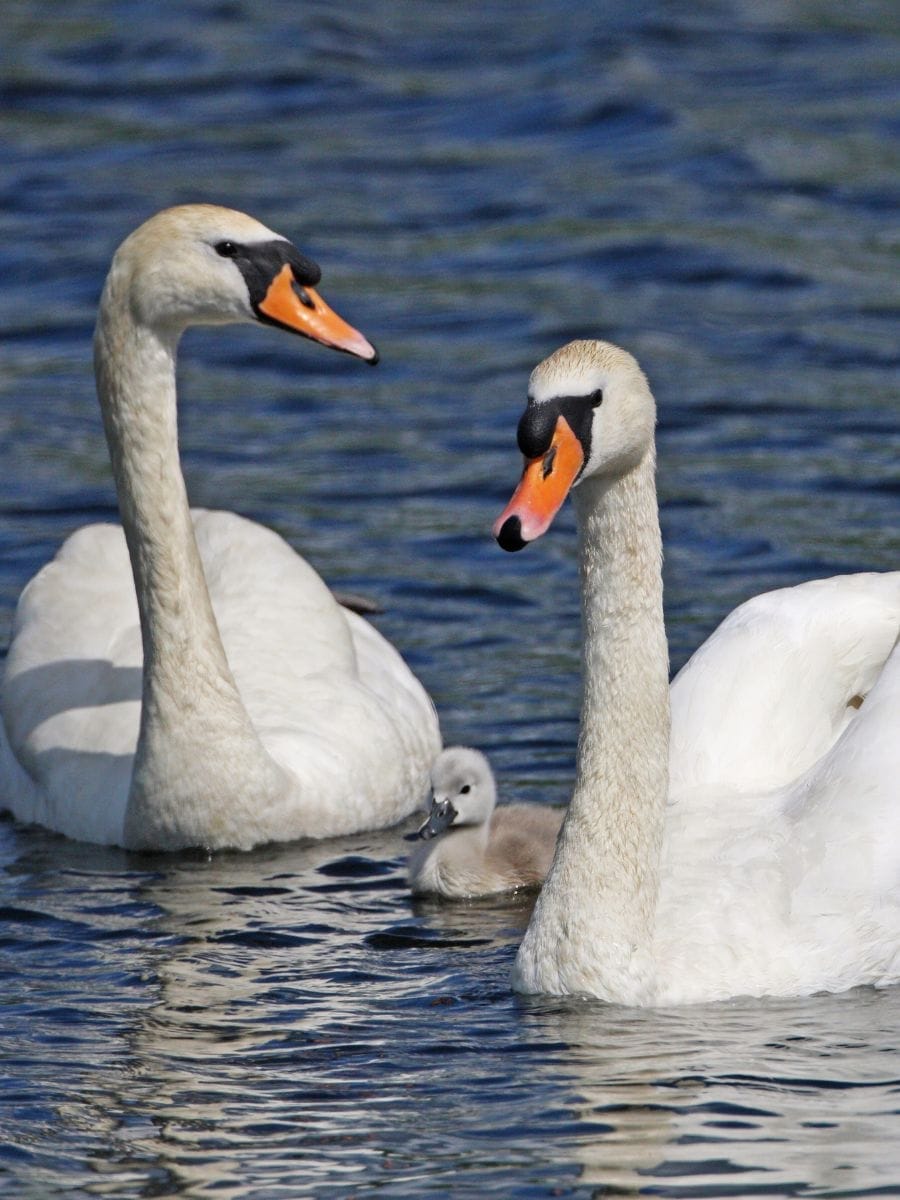 national bird of Denmark cygnus olor