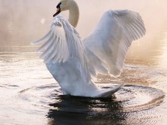 national bird in Denmark mute swan