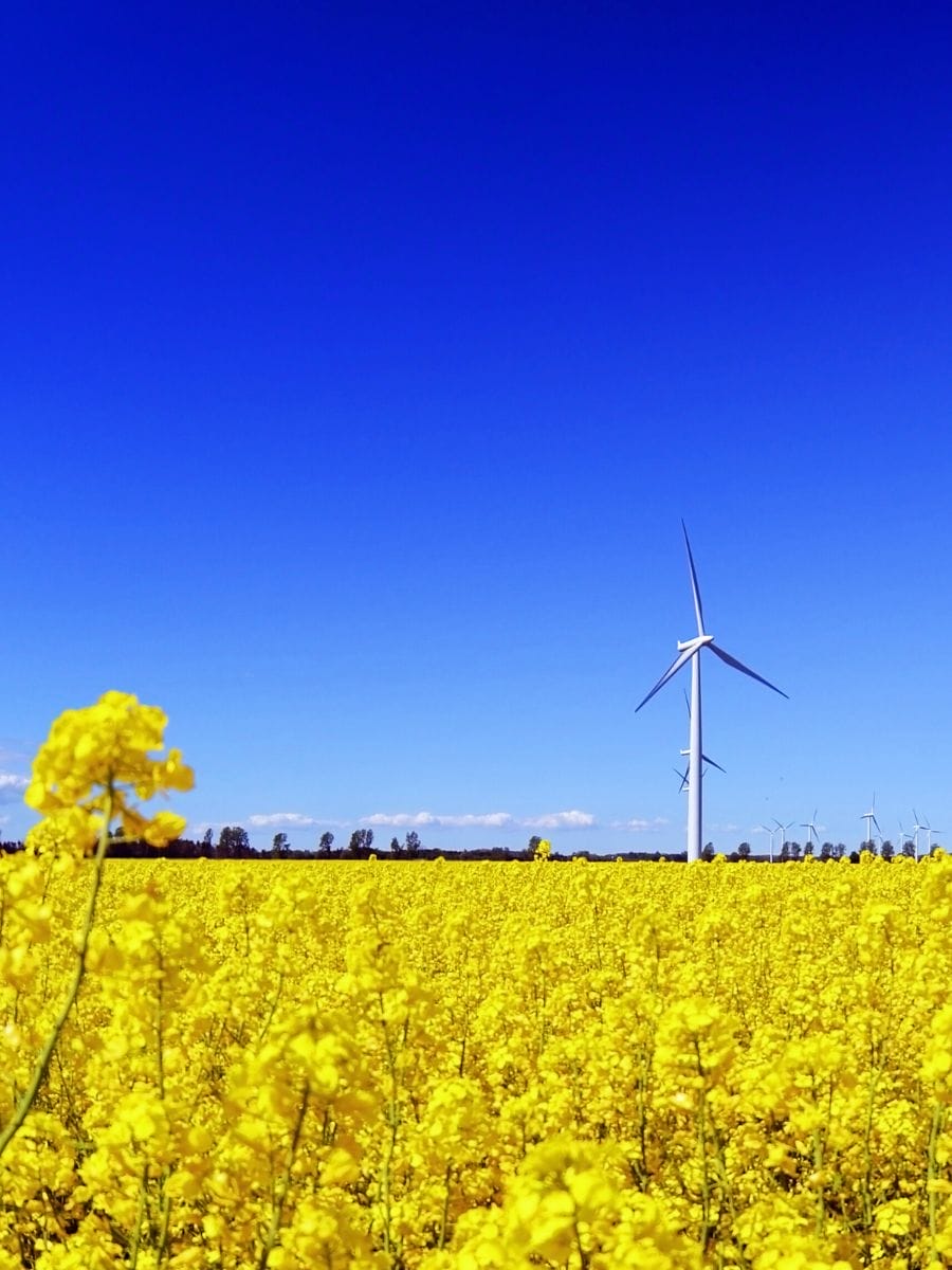 Denmark Wind Power capacity info