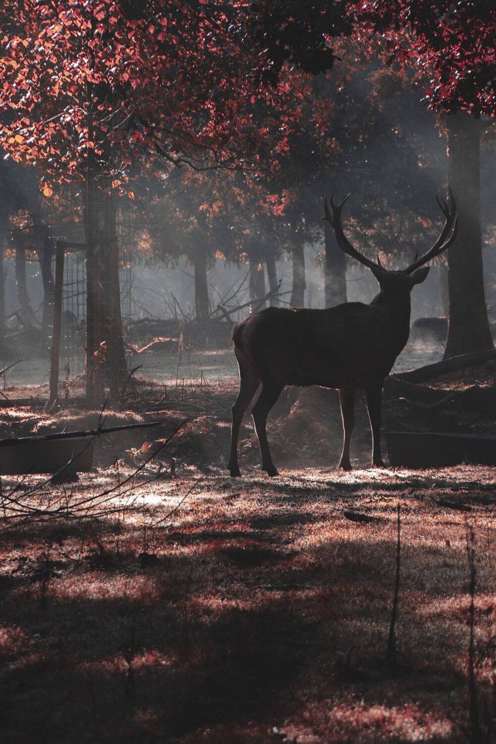 Visit Deer Park in Copenhagen