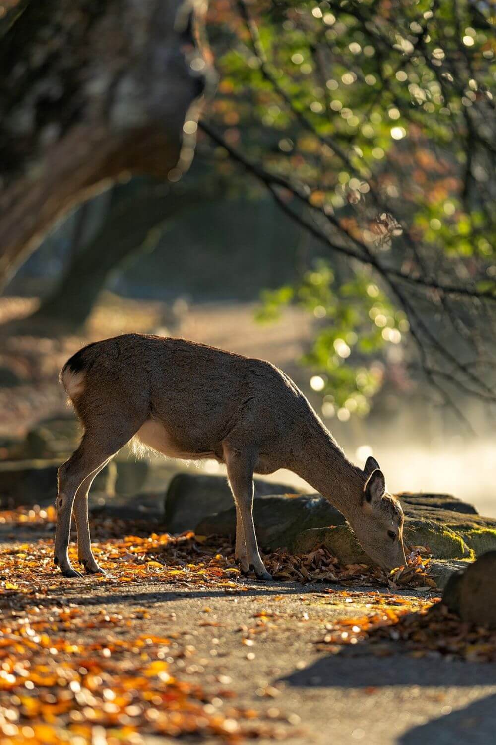 Jægersborg Deer Park