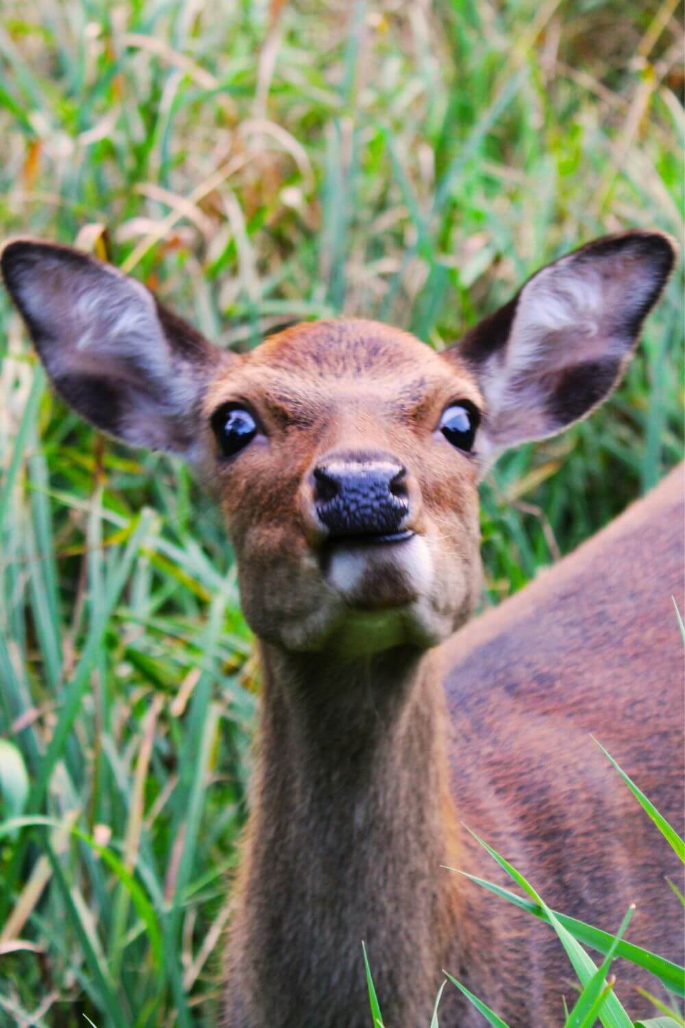 Visit Jægersborg Deer Park