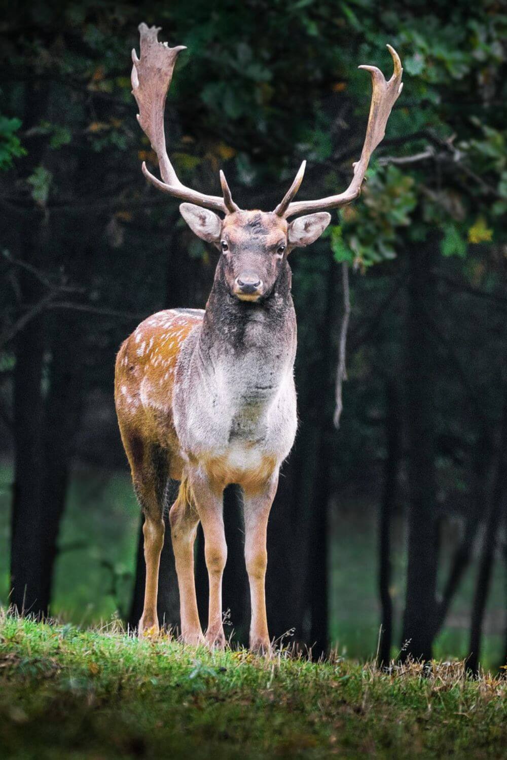 Jægersborg Deer Park