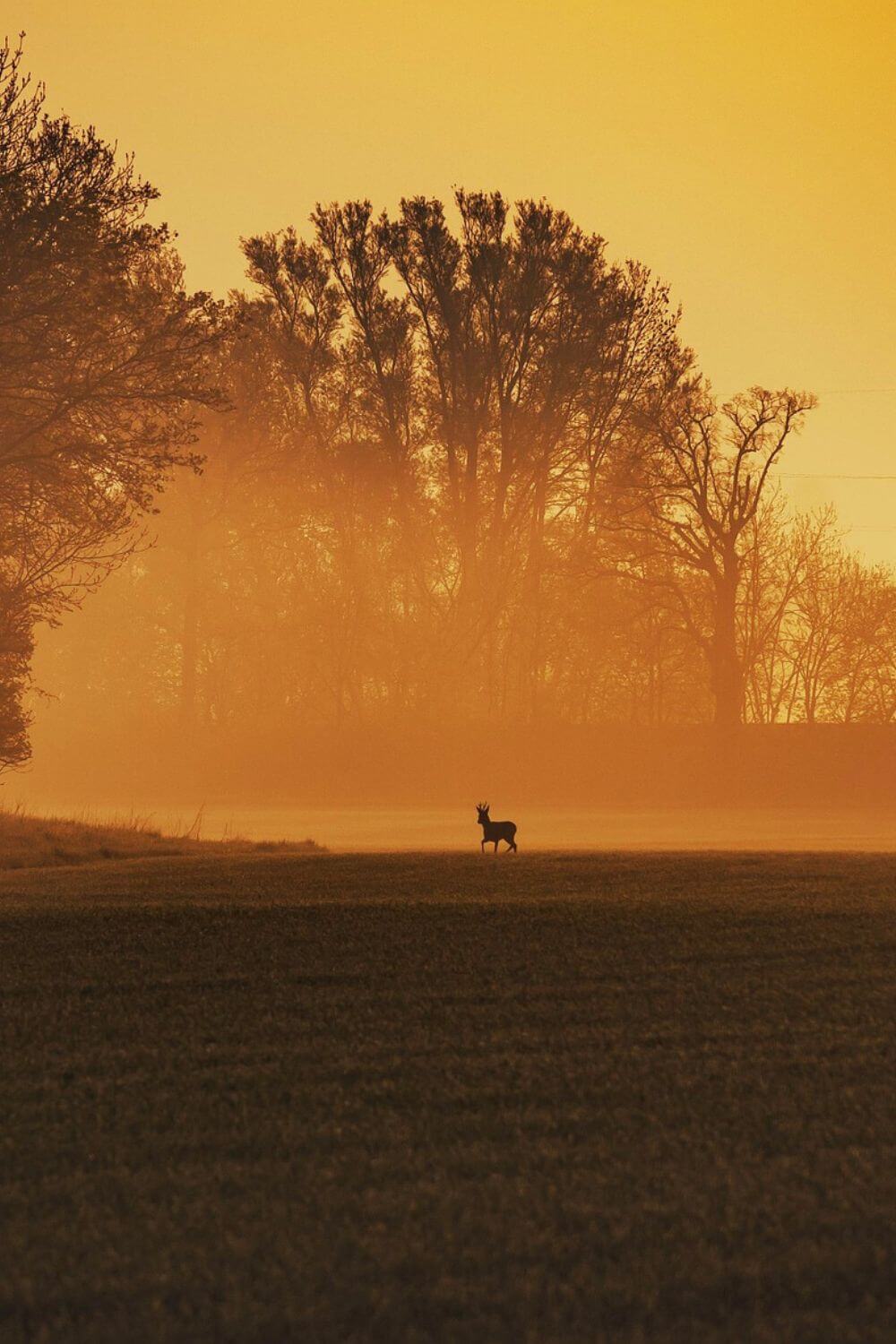 Jægersborg Deer Park (Dyrehaven)