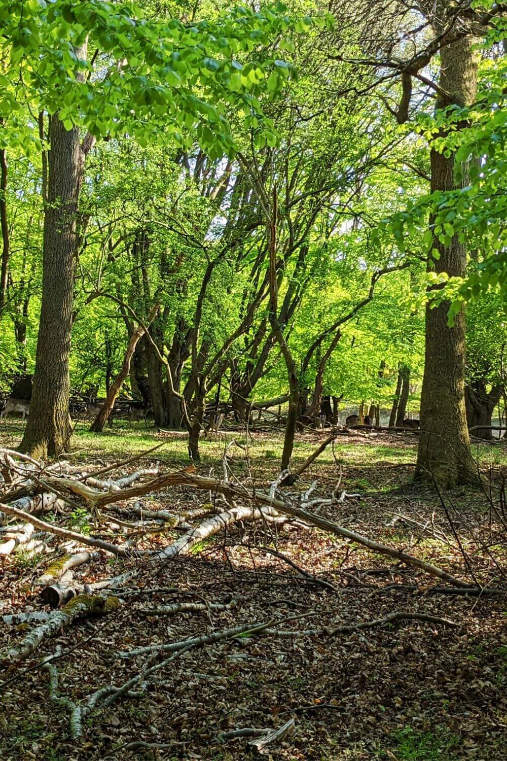 Deer Park in Copenhagen