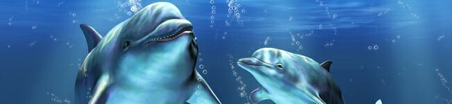 dolphins.jpg