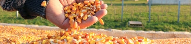 seeds-14.jpg
