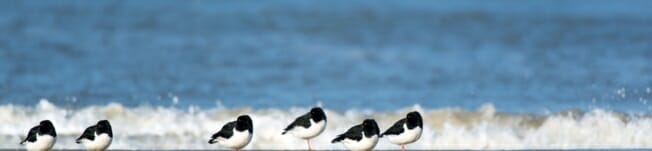 wadden-see14.jpg
